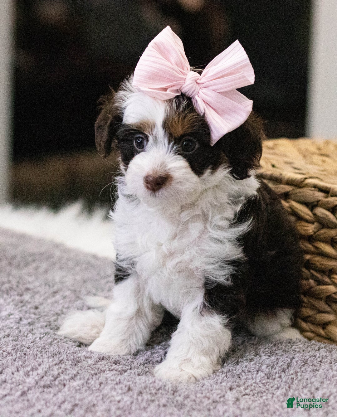 Mini Aussiedoodle dogs for sale: Lucy-petite size - Ad 11
