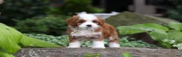 Cavapoo dogs for sale: Brody - Ad 10