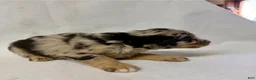 Aussiedoodle dogs for sale: Chase - Ad 4