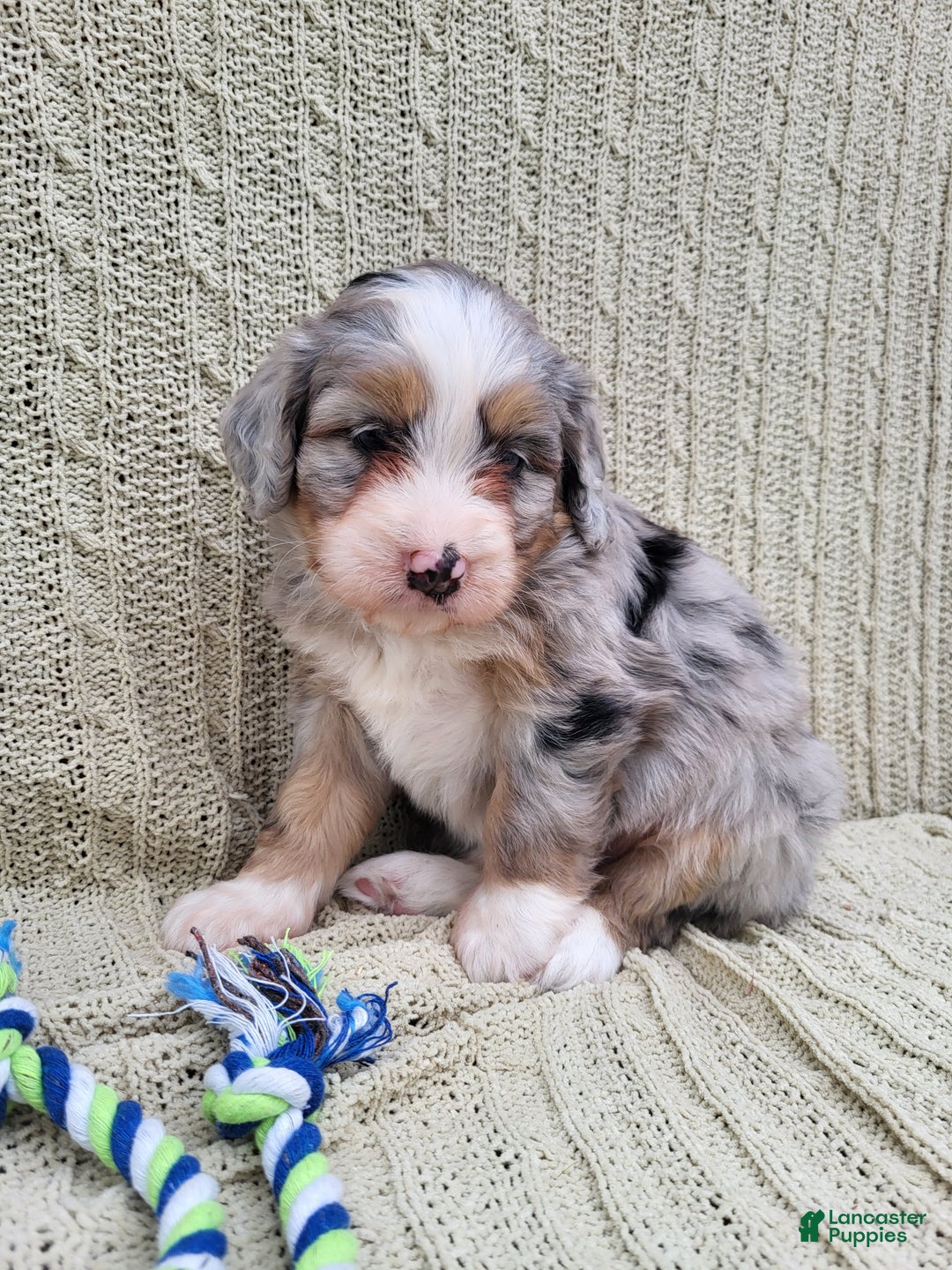 Mini Bernedoodle dogs for sale: Susie - Ad 4