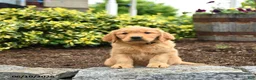Golden Retriever dogs for sale: Juno - Ad 3