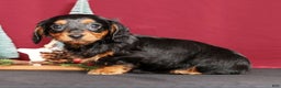 Miniature Dachshund dogs for sale: Natalie - Ad 4