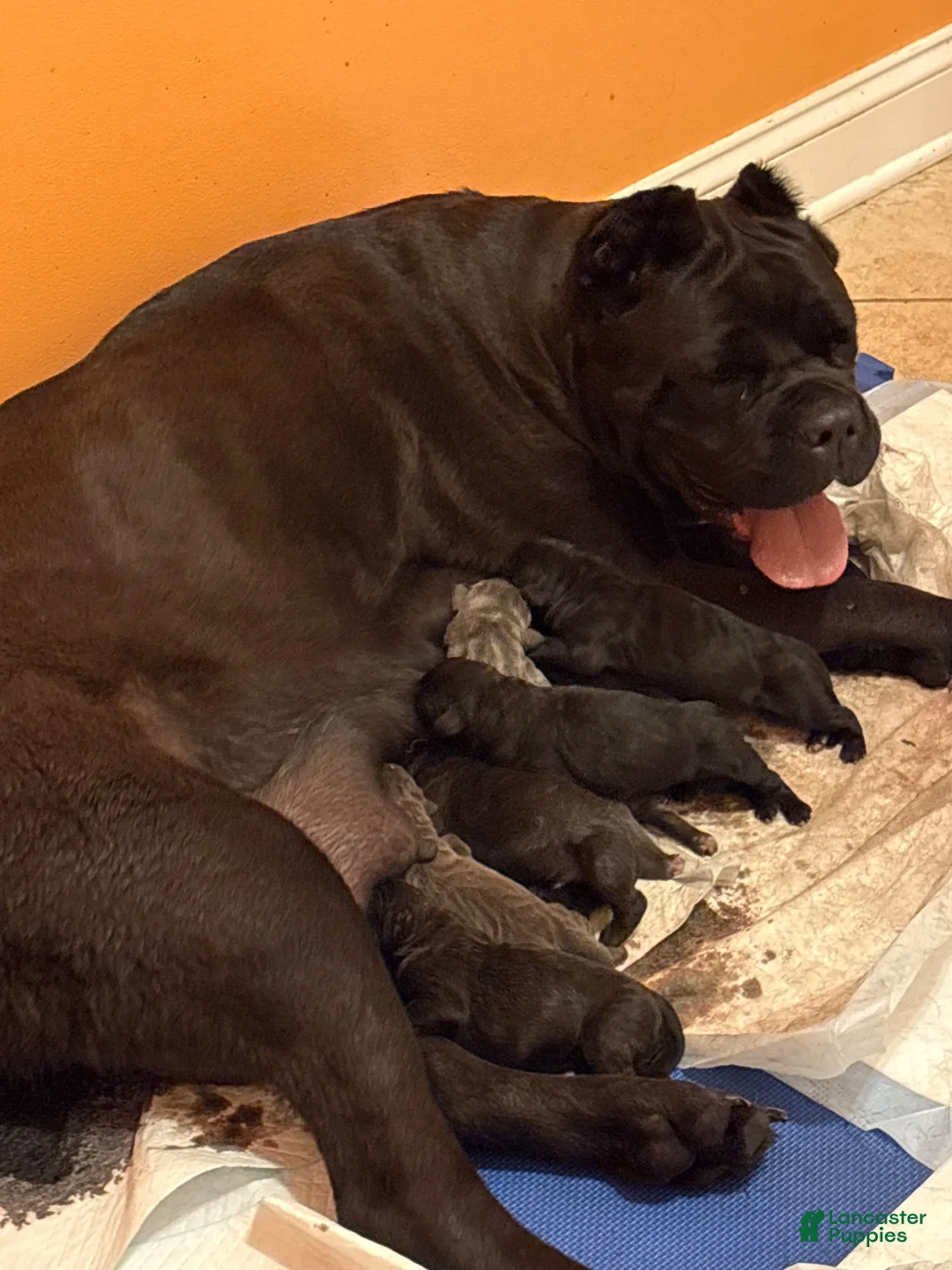 Cane Corso dogs for sale: Cane Corso 2 - Ad 3