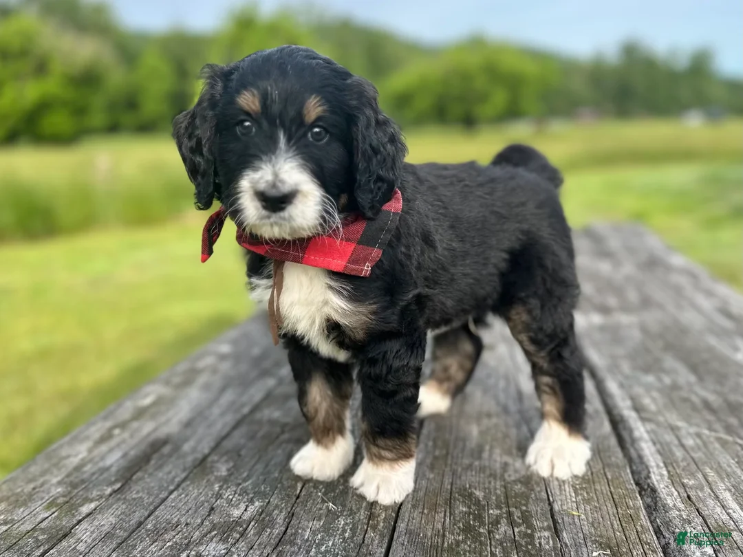 Gallery Image {{count}}