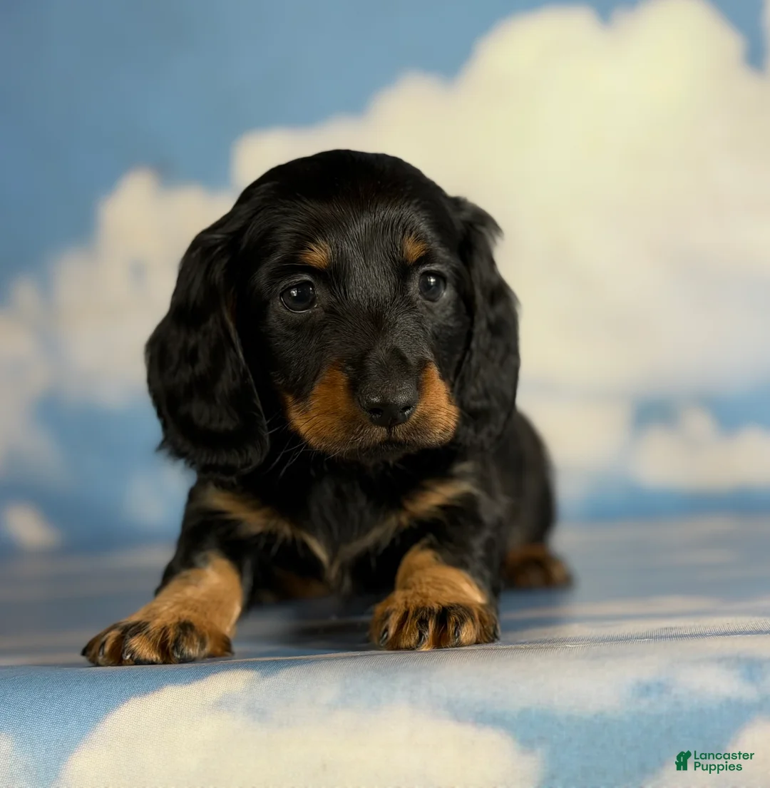 Miniature Dachshund dogs for sale: Paco LH  - Ad 1