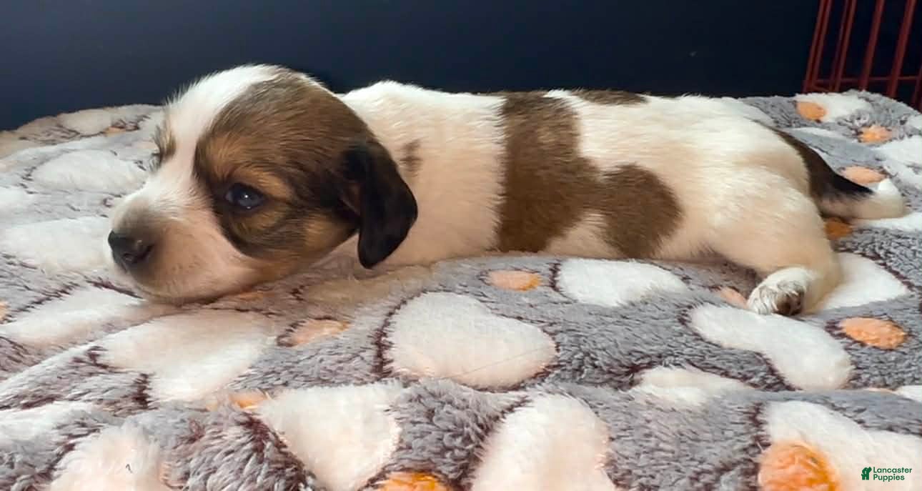 Miniature Dachshund dogs Miniature Dachshund Puppy 2 - Ad 2