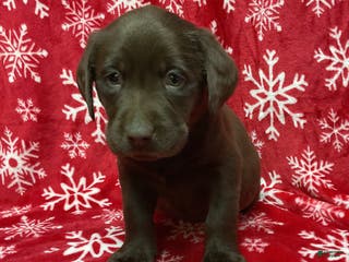 Labrador Retriever dogs LOYAL - Ad 19