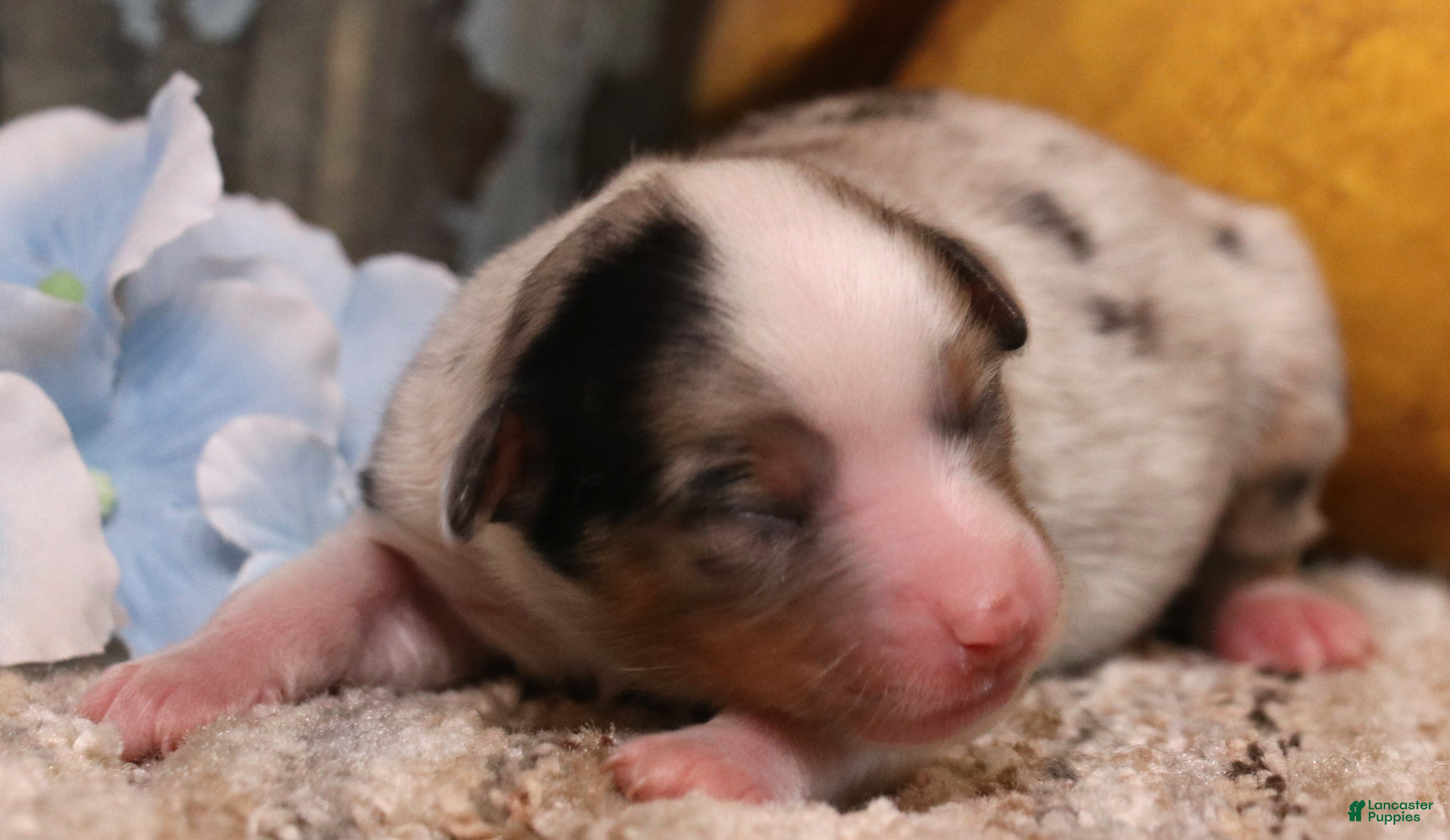 Toy Australian Shepherd dogs Candy blue merle  - Ad 20
