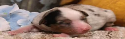 Toy Australian Shepherd dogs for sale: Candy blue merle  - Ad 1