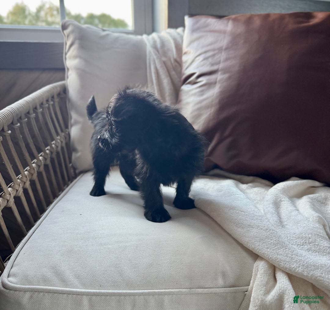Yorkiepoo dogs for sale: Dakota - Ad 7