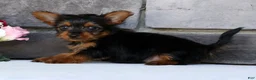 Morkie dogs for sale: Owen - Ad 8