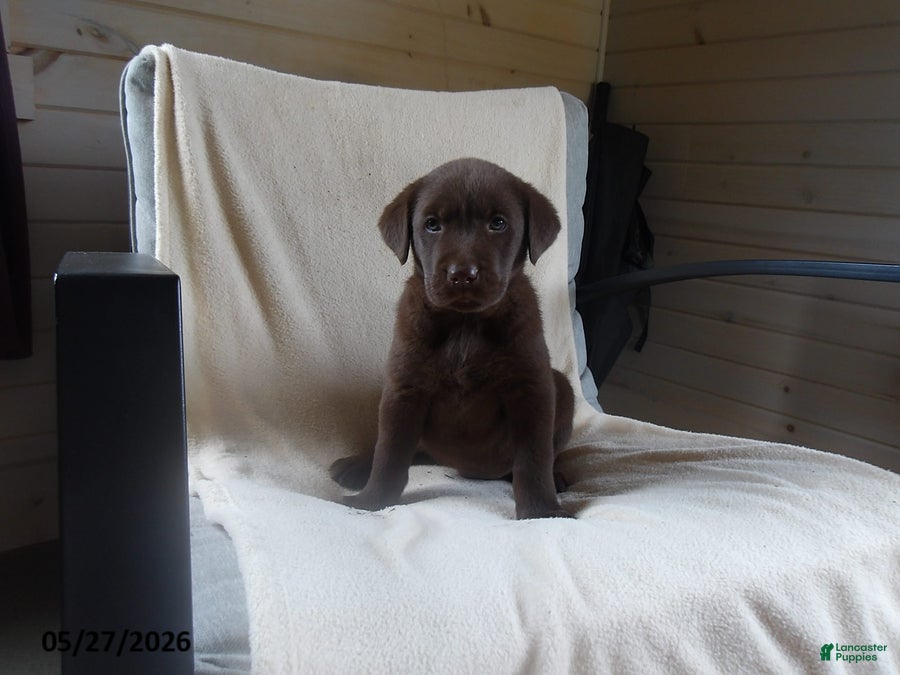 Labrador Retriever dogs Roscoe - Ad 1