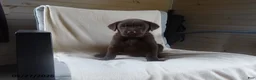 Labrador Retriever dogs for sale: Roscoe - Ad 1