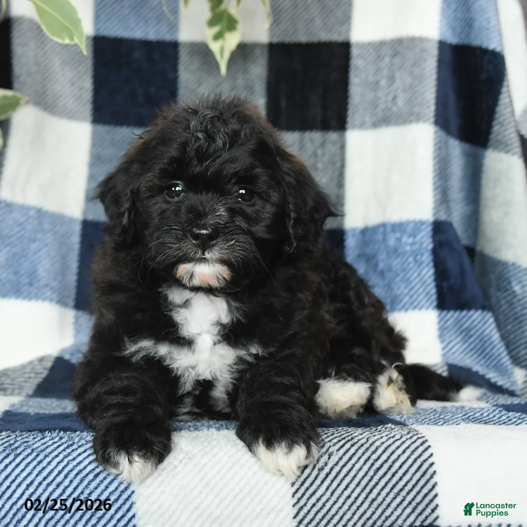 Mixed Breed dogs for sale: River - Ad 3