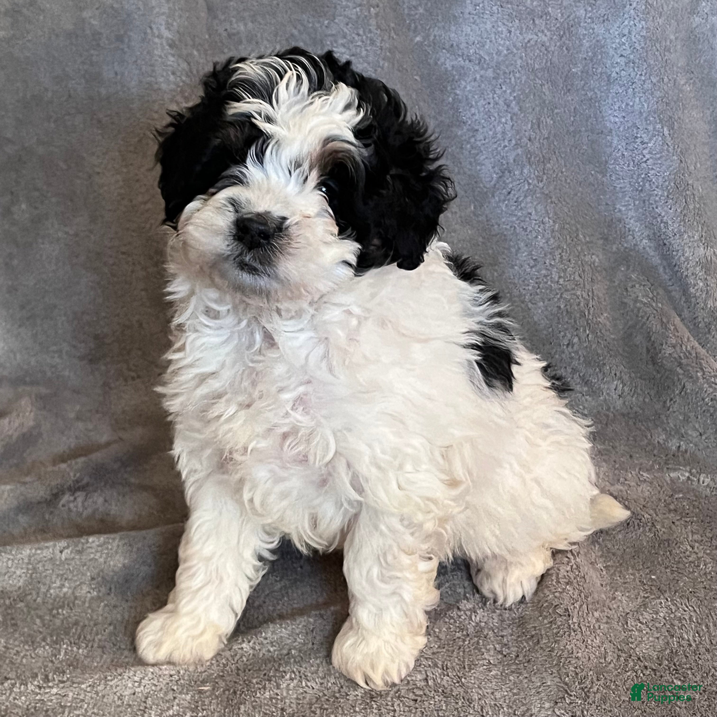 Mini Bernedoodle dogs Kendra - Ad 1