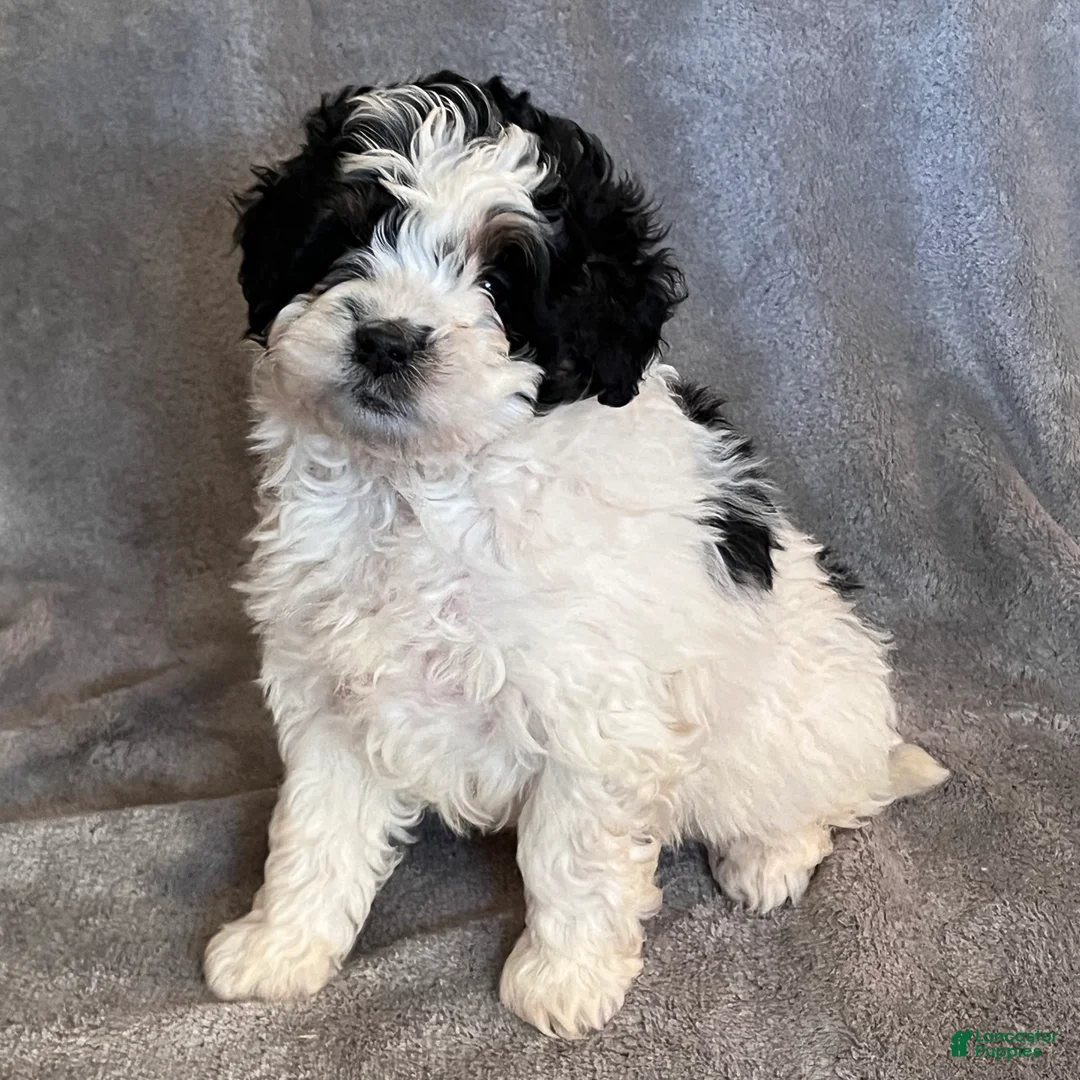 Mini Bernedoodle dogs for sale: Kendra - Ad 1