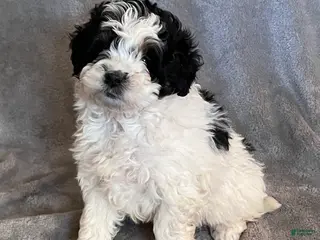 Mini Bernedoodle dogs for sale: Kendra - Ad 3