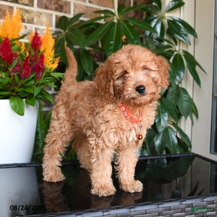 Mixed Breed dogs Milo - Ad 1