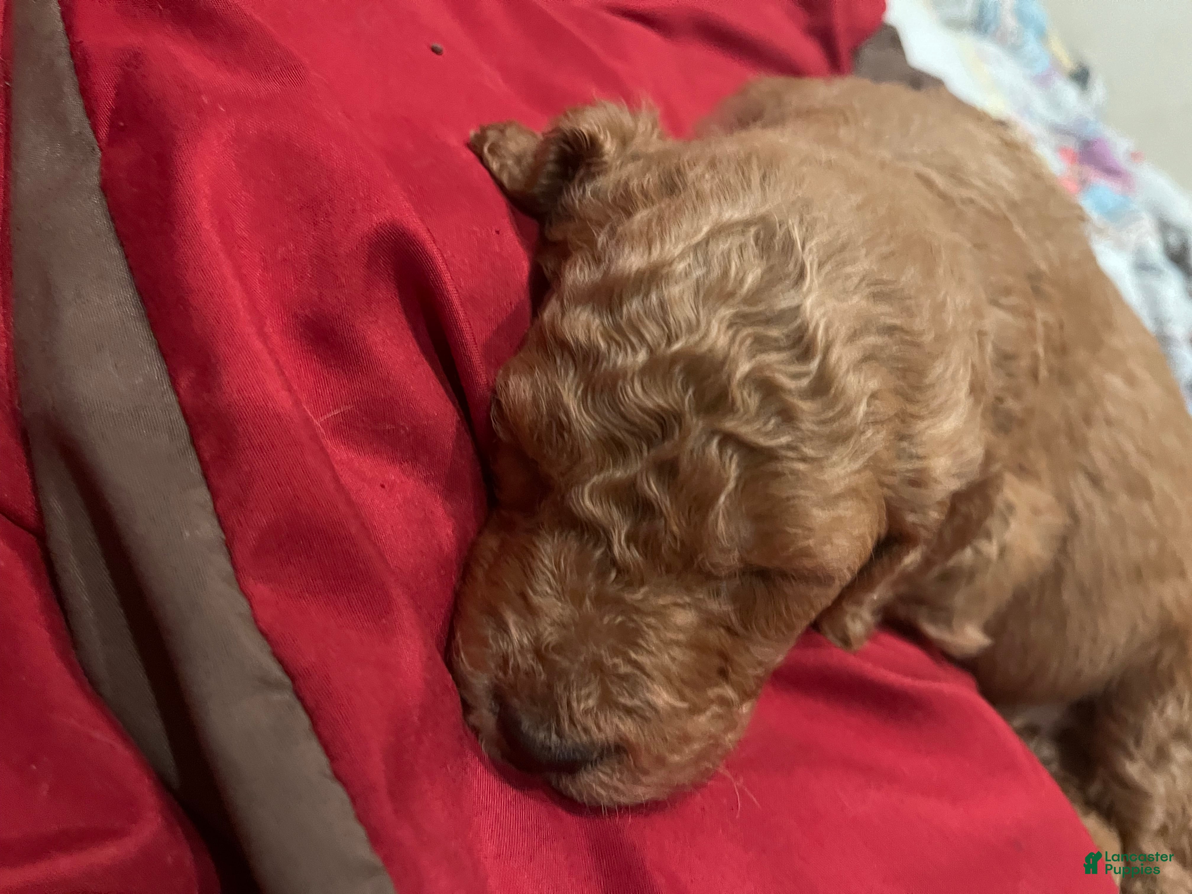 Goldendoodle dogs Samuel - Ad 2