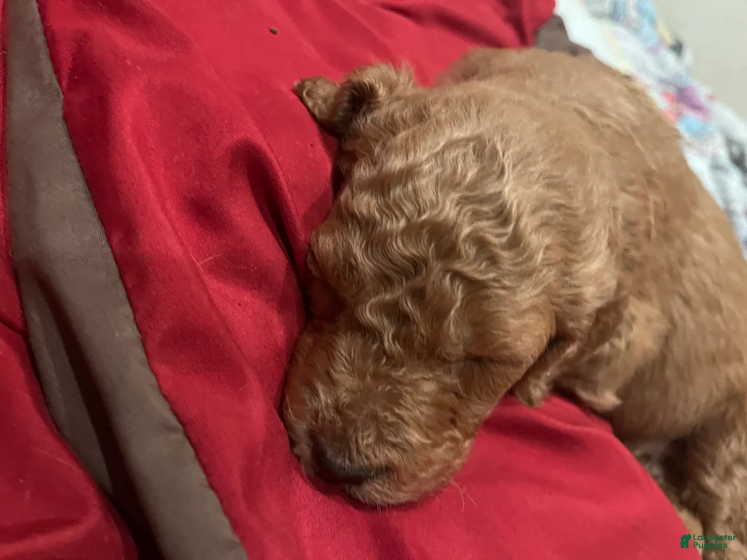 Goldendoodle dogs for sale: Samuel - Ad 2