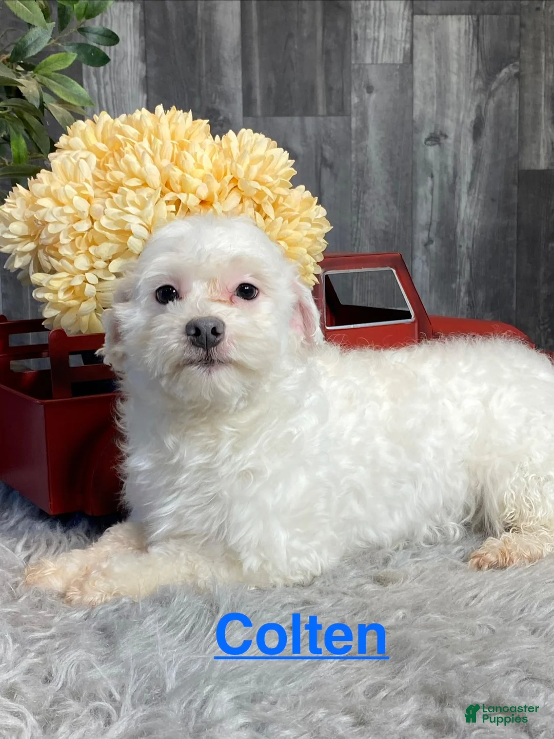 Havanese dogs for sale: Hamilton  - Ad 7