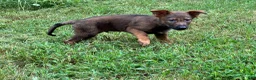 German Shepherd dogs for sale: German Shepherd Male #3 - Ad 1