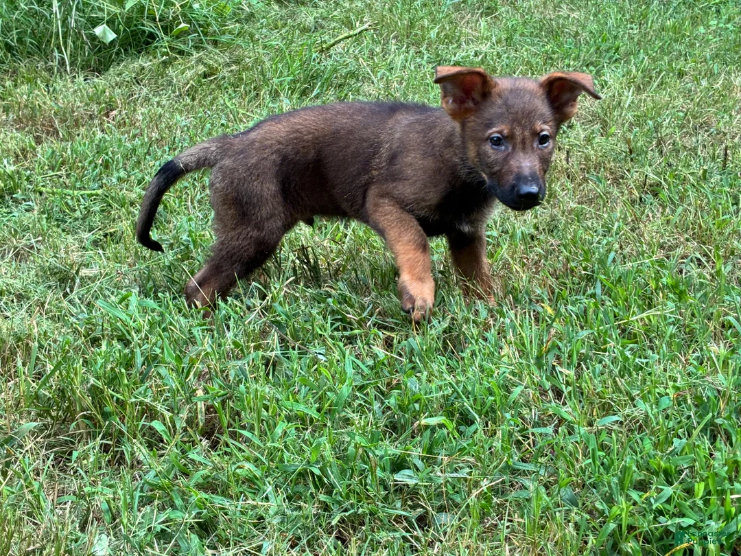 German Shepherd dogs for sale: German Shepherd Male #3 - Ad 1