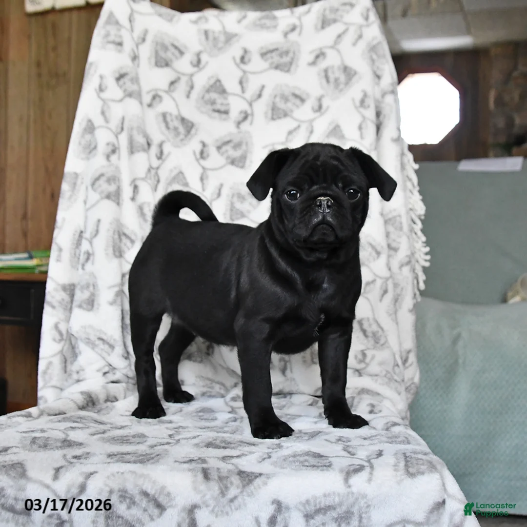 Pug dogs for sale: Raisin - Ad 1