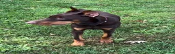 Doberman Pinscher dogs for sale: Diesel - Ad 14