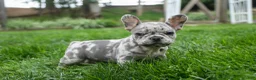 French Bulldog dogs for sale: Archie Beautiful Merle  Pup💙🐾 - Ad 16