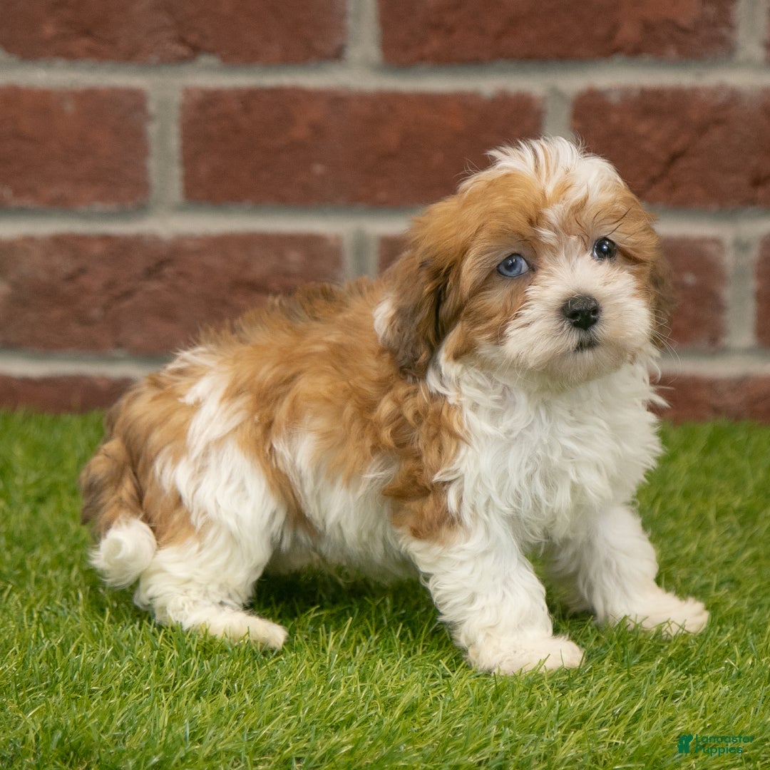 Havapoo dogs for sale: Hunter - Ad 8