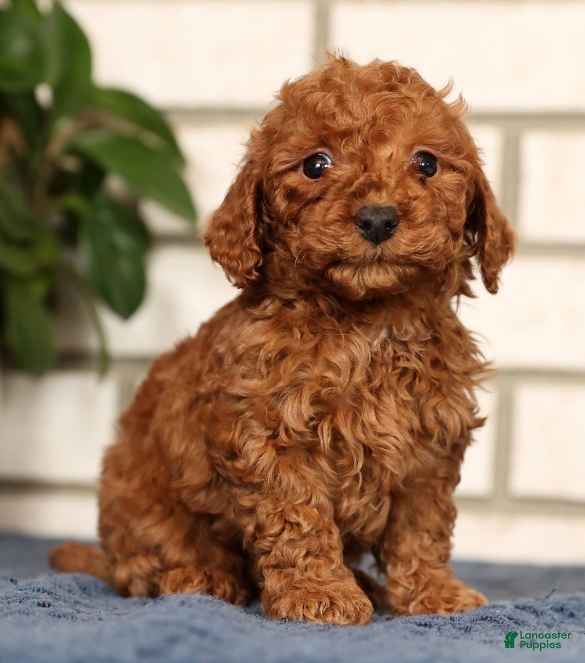 Bichpoo dogs Finn - Ad 2