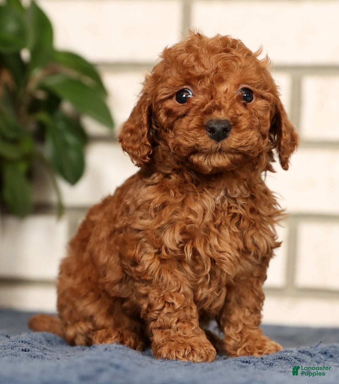 Bichpoo dogs for sale: Finn - Ad 2