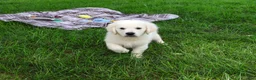 Golden Retriever dogs for sale: Turbo - Ad 6