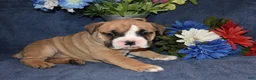 Mixed Breed dogs for sale: Scooter - Ad 4