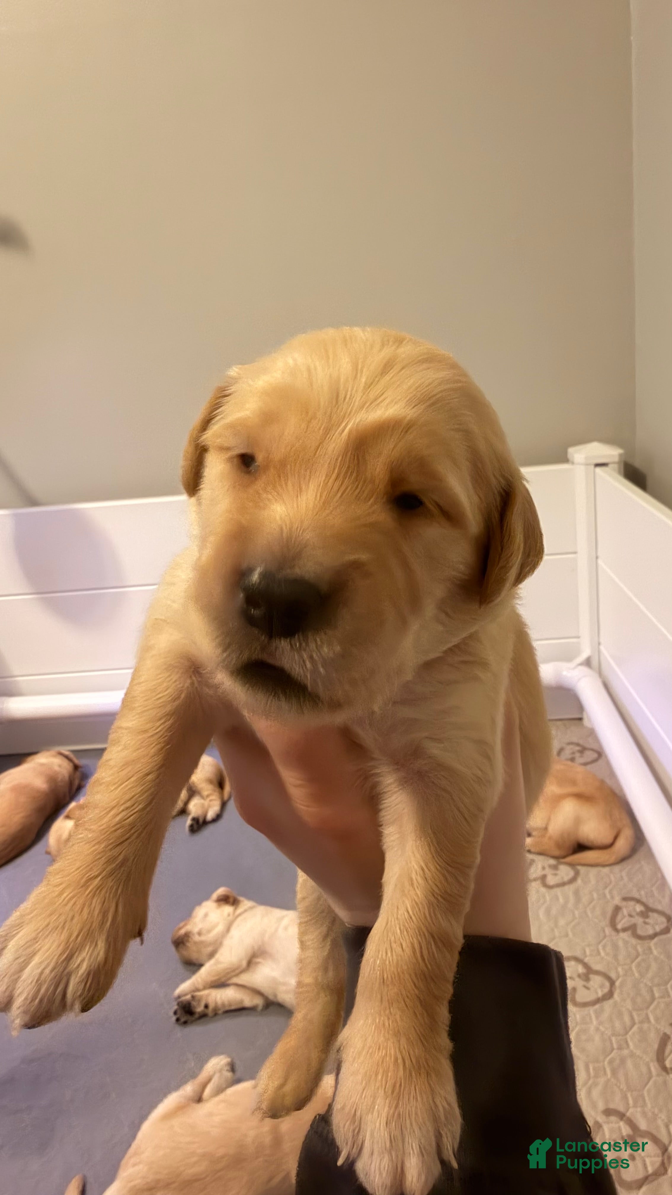 Golden Retriever dogs Deep Blue  - Ad 1