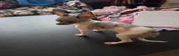 Chihuahua dogs for sale: Tamale - Ad 2