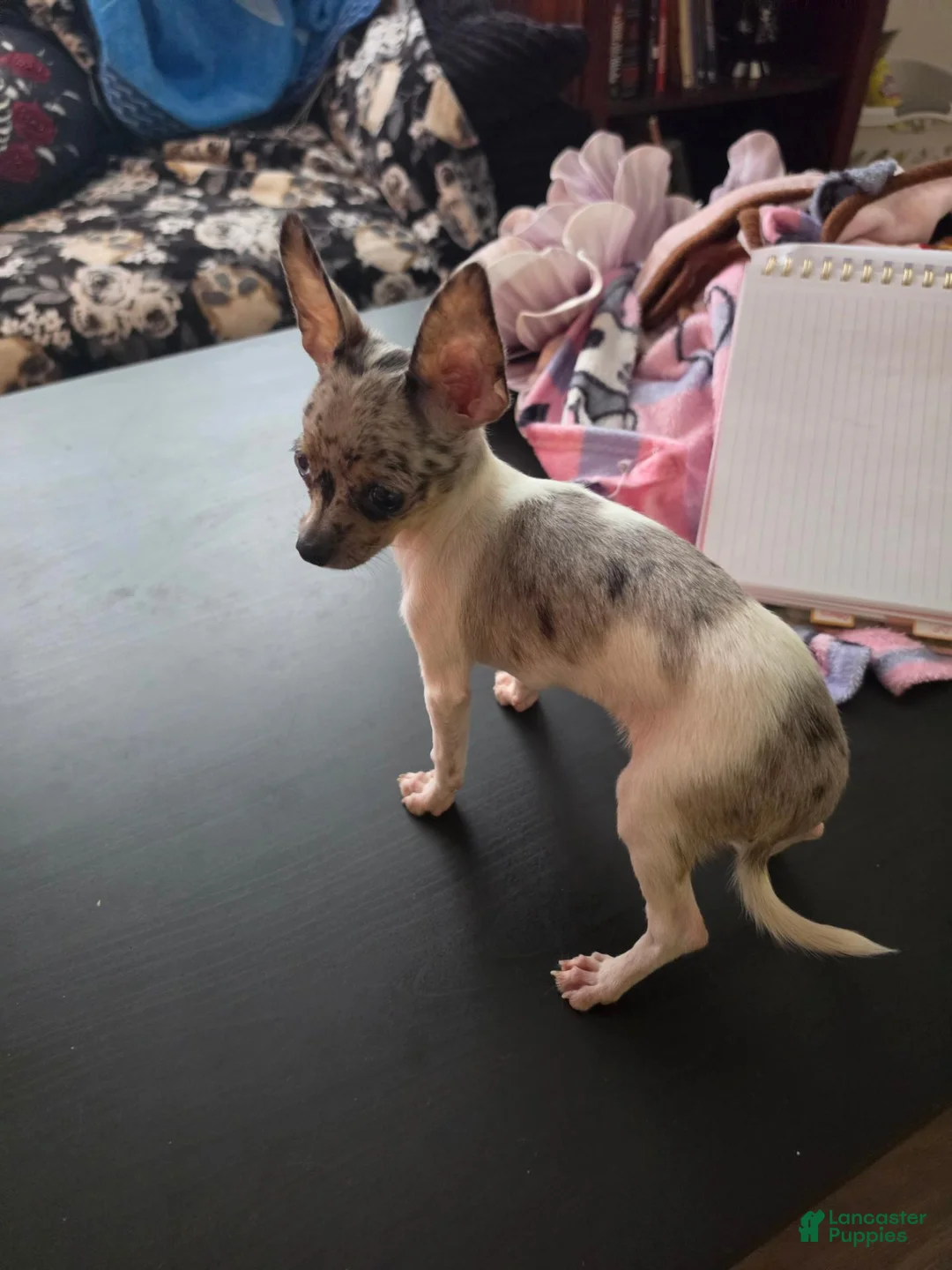Chihuahua dogs for sale: Tamale - Ad 2
