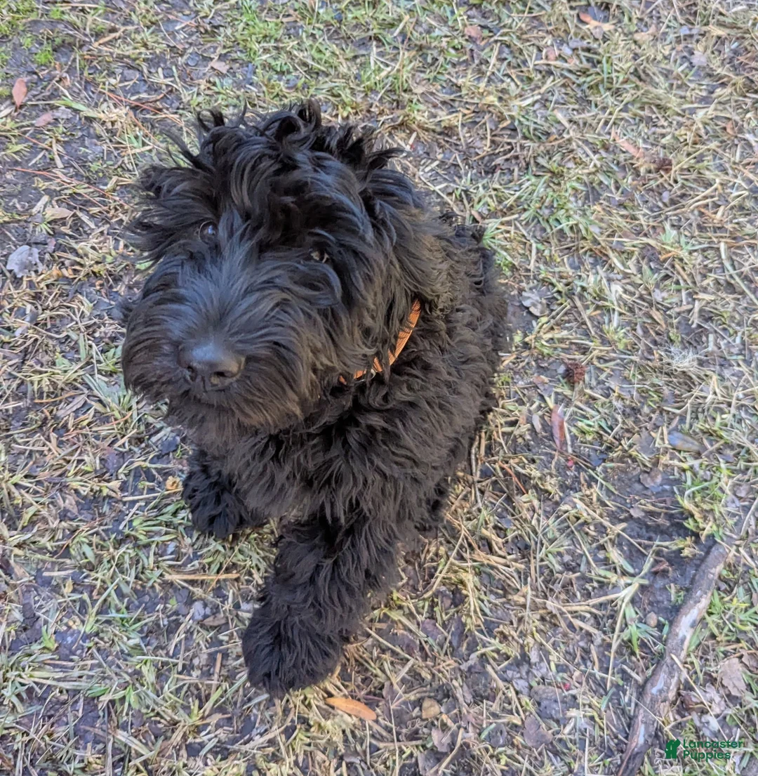 Whoodle dogs for sale: Green - Ad 3