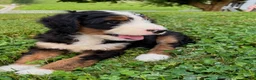 Bernedoodle dogs for sale: Ellie - Ad 3