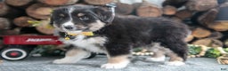 Miniature Australian Shepherd dogs for sale: Brandy - Ad 3