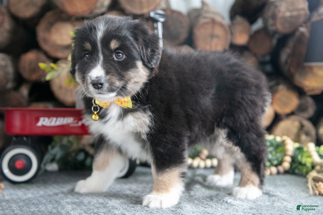 Miniature Australian Shepherd dogs for sale: Brandy - Ad 3