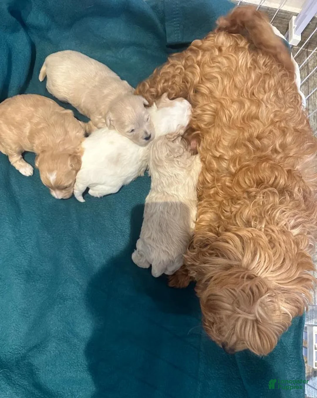 Maltipoo dogs for sale: Danny - Ad 2