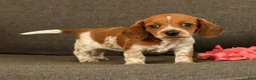 Miniature Dachshund dogs for sale: Bella - Ad 8