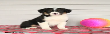 Keegan