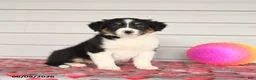 Mixed Breed dogs for sale: Keegan - Ad 1