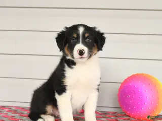 Mixed Breed dogs for sale: Keegan - Ad 4