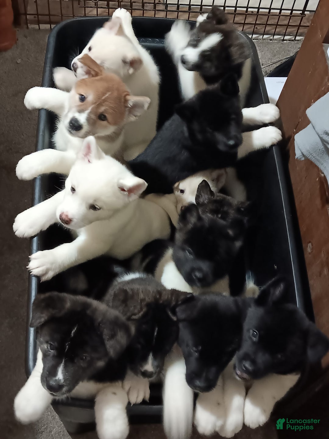 Akita dogs for sale: Astra - Ad 14