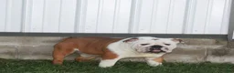 Mixed Breed dogs for sale: Bella - Ad 16