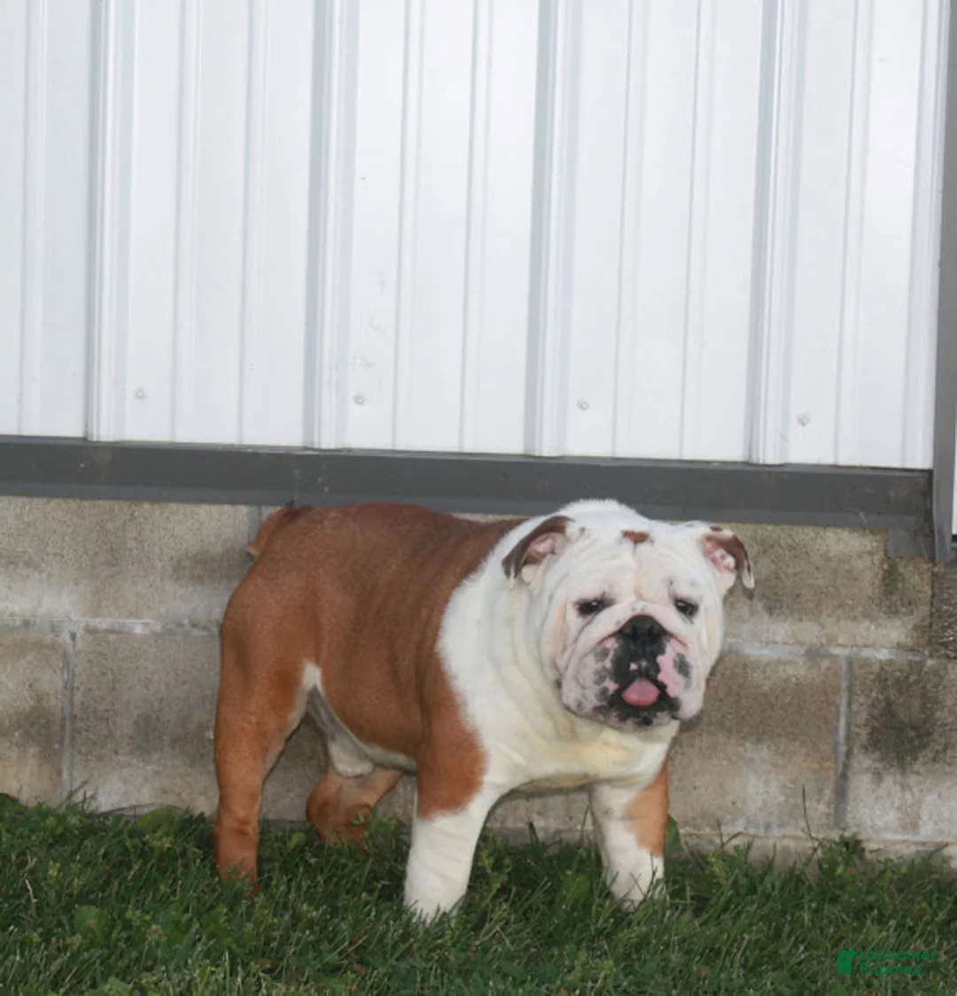 Mixed Breed dogs for sale: Bella - Ad 16